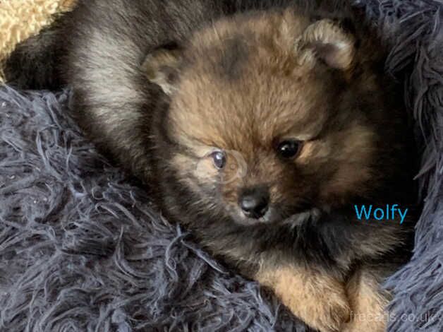 Pomeranian puppies for sale in Leicester, Leicestershire – 1 year old - Image 5 of 5