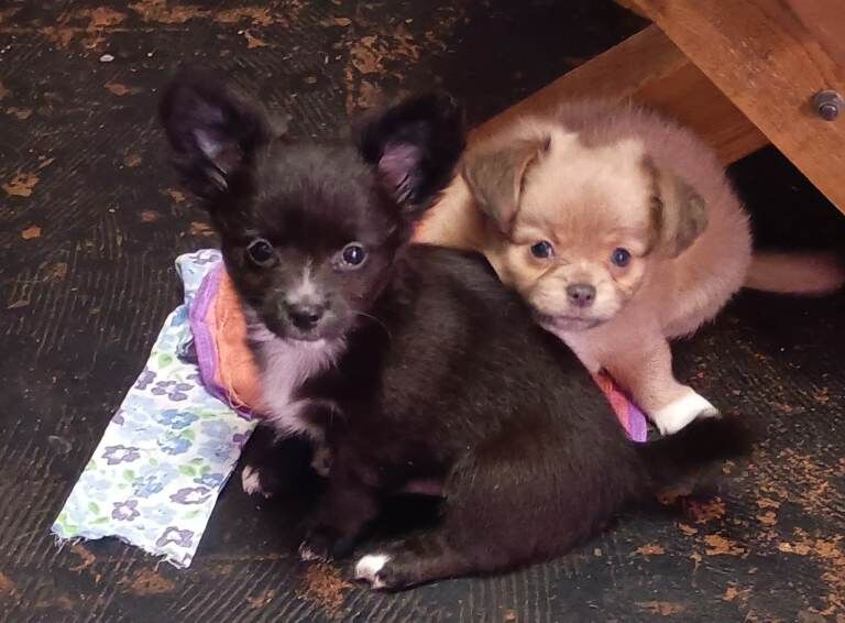 Pomeranian Puppies For Sale Under £1,000