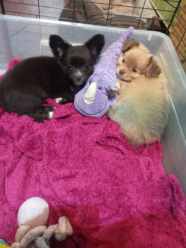 Only two amazing pomchi's left - Image 3 of 4