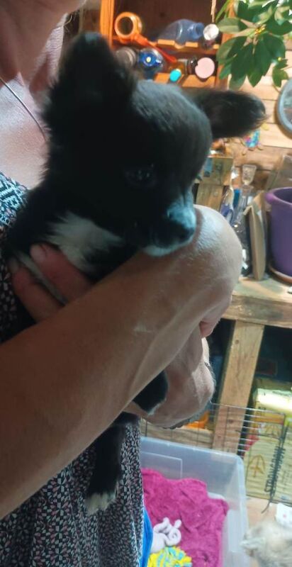 Only two amazing pomchi's left - Image 4 of 4