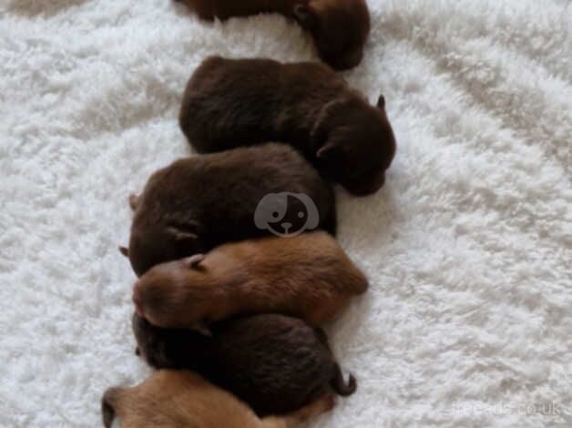 Pomeranian puppies for sale in Reading, Berkshire – KC registered, 1 year old - Image 1 of 5