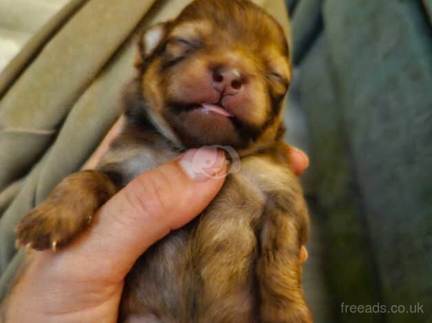 Pomeranian puppies for sale in Reading, Berkshire – KC registered, 1 year old - Image 2 of 5