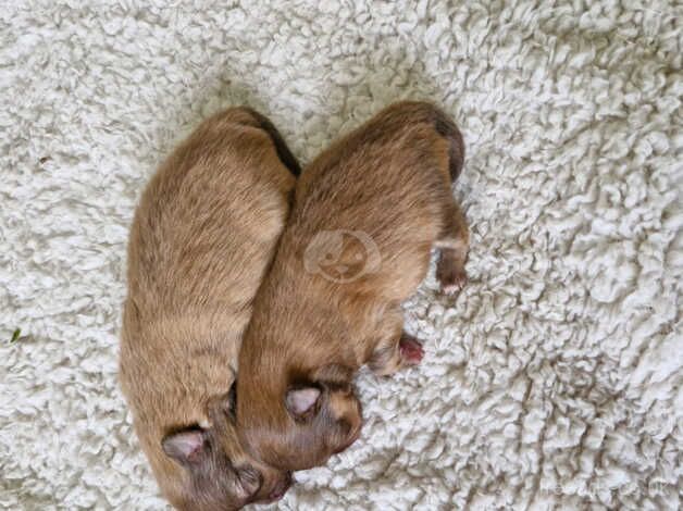 Pomeranian puppies for sale in Reading, Berkshire – KC registered, 1 year old - Image 3 of 5