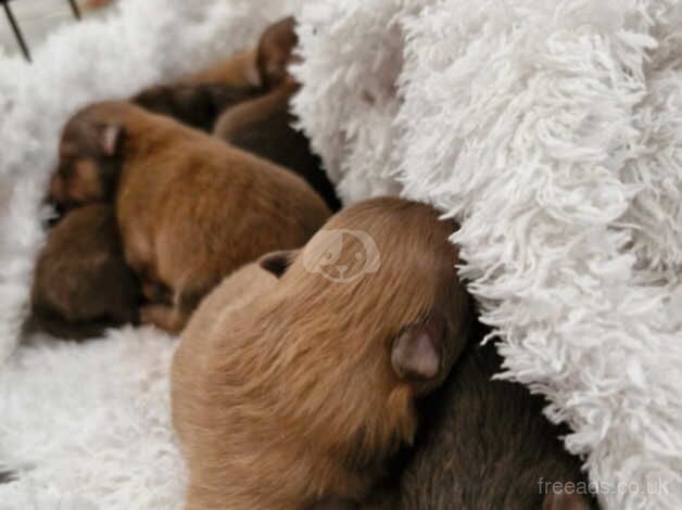 Pomeranian puppies for sale in Reading, Berkshire – KC registered, 1 year old - Image 4 of 5