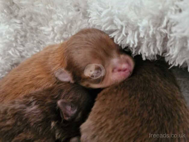 Pomeranian puppies for sale in Reading, Berkshire – KC registered, 1 year old - Image 5 of 5