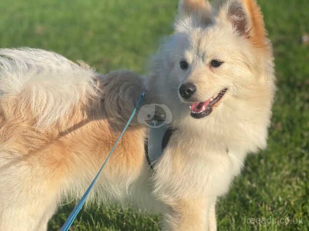 Pomeranian puppies for sale in Croydon, Greater London – 1 year old - Image 1 of 4