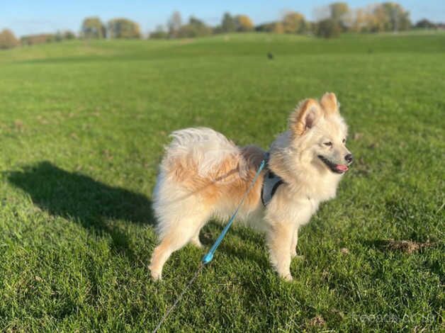 Pomeranian puppies for sale in Croydon, Greater London – 1 year old - Image 2 of 4