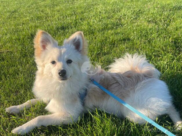 Pomeranian puppies for sale in Croydon, Greater London – 1 year old - Image 3 of 4