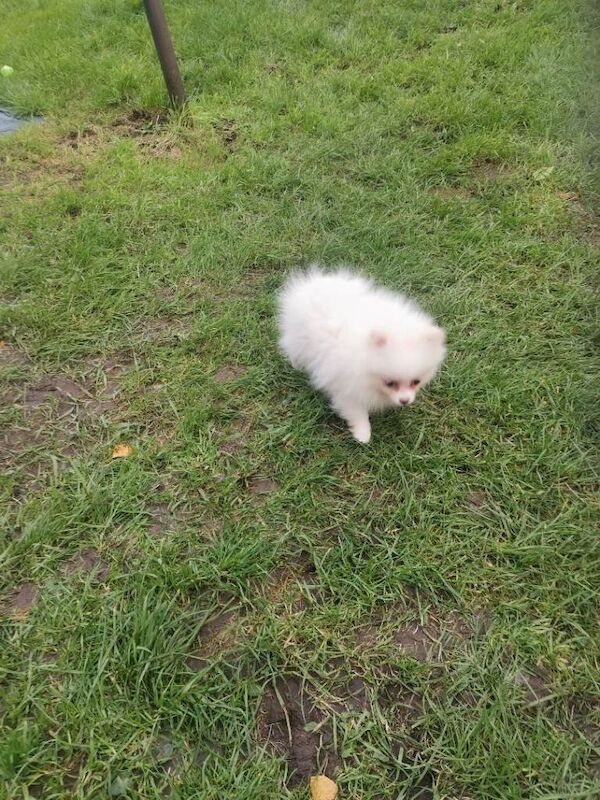 Pappy for sale - Image 2 of 3