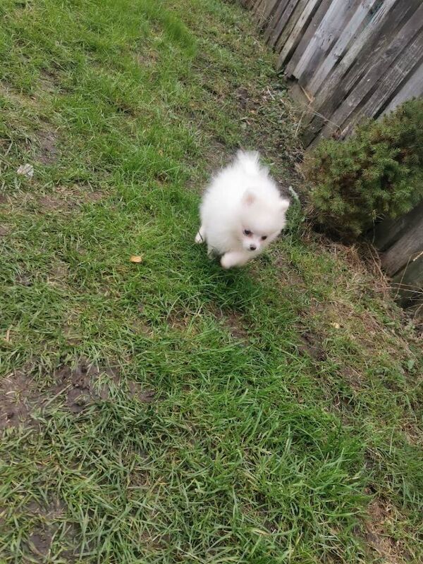 Pappy for sale - Image 3 of 3