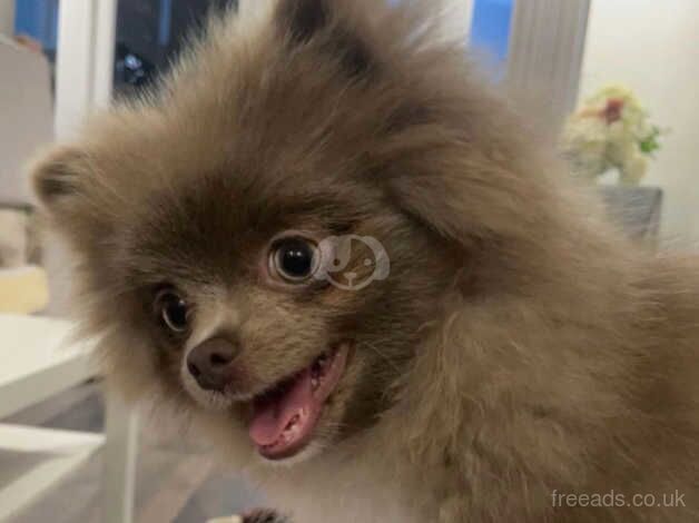 Parti Pomeranian Girl for sale in Hoddesdon, Hertfordshire - Image 1