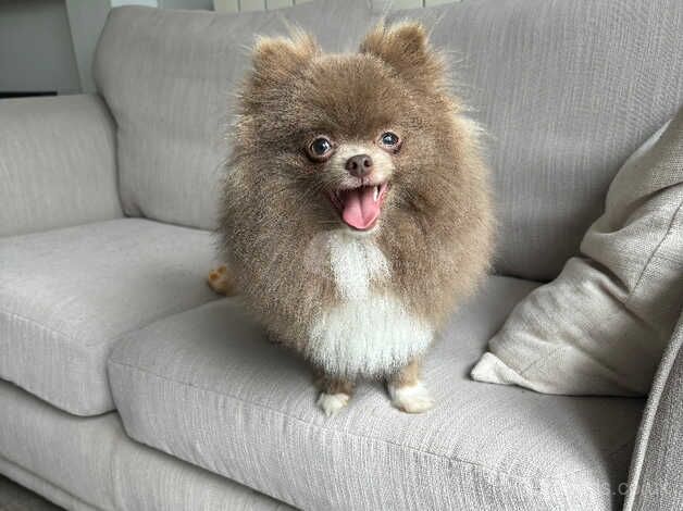 Pomeranian puppies for sale in Hoddesdon, Hertfordshire – KC registered, 2 years old - Image 2 of 5