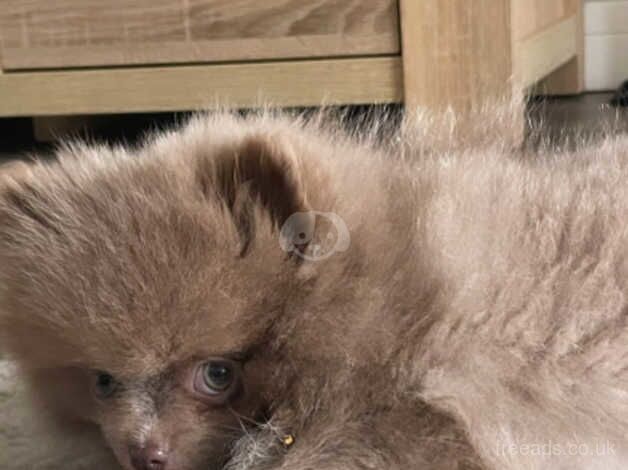 Parti Pomeranian Girl for sale in Hoddesdon, Hertfordshire - Image 3