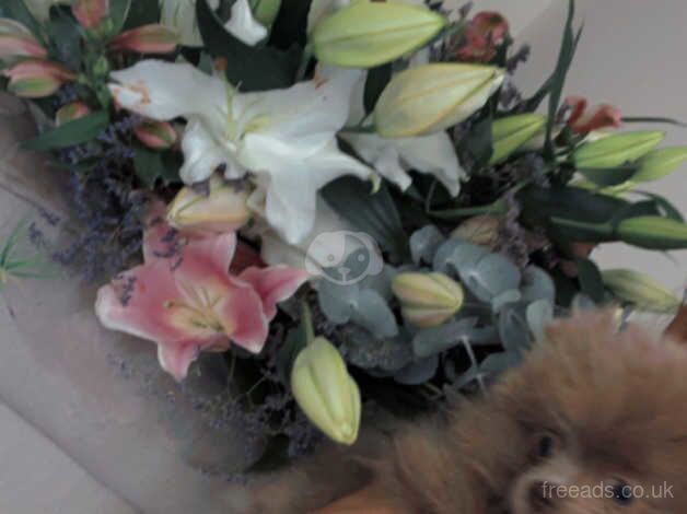 Parti Pomeranian Girl for sale in Hoddesdon, Hertfordshire - Image 4