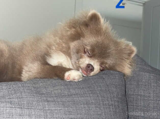 Parti Pomeranian Girl for sale in Hoddesdon, Hertfordshire - Image 5