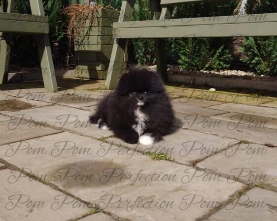 Pomeranian puppies for sale in New Cumnock, East Ayrshire – 1 year old - Image 4 of 5