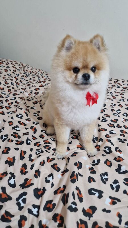 Pedigree Pomeranian Male
