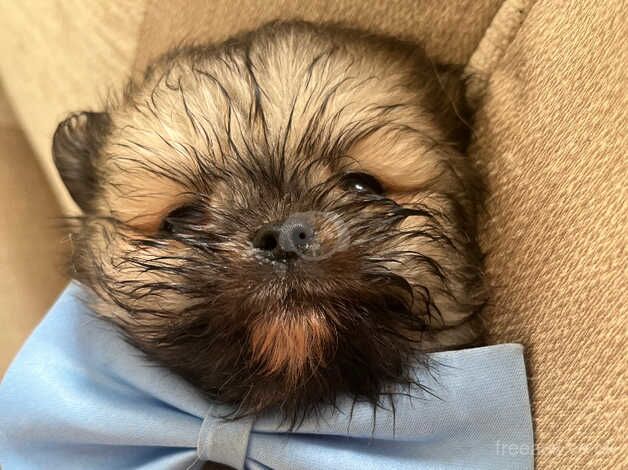 Pedigree Pomeranian puppy's for sale in Middlewich, Cheshire - Image 1