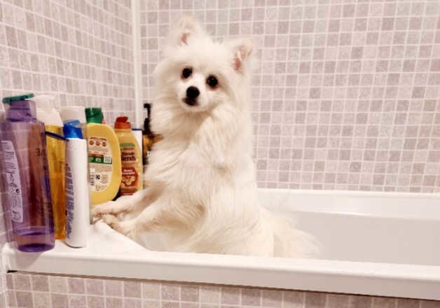 Pomeranian puppies for sale in Rochester, Kent – 1 year old - Image 2 of 2