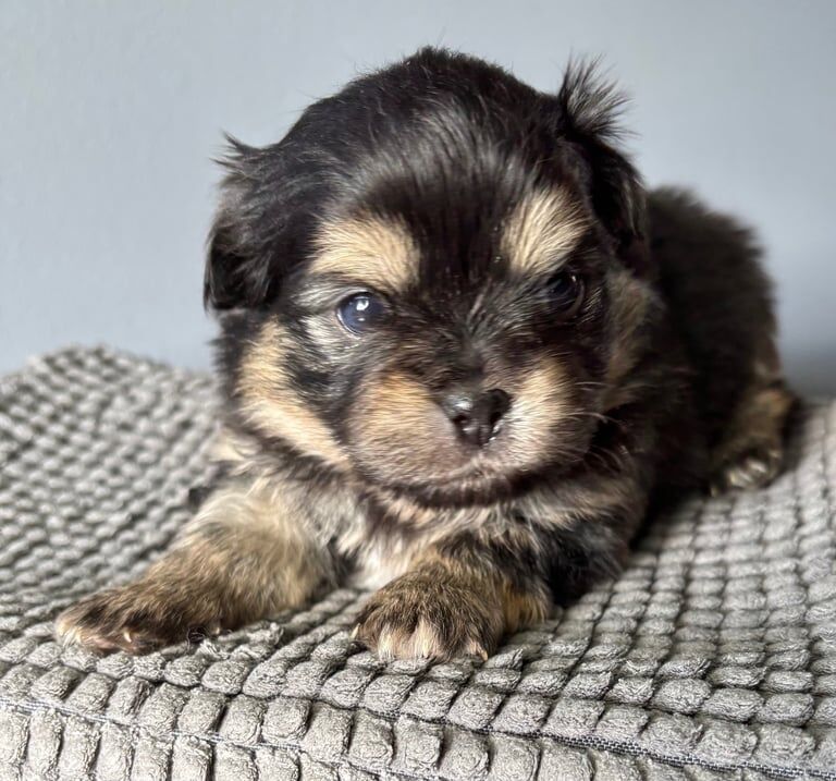 Pomeranian Puppies For Sale Under £1,000