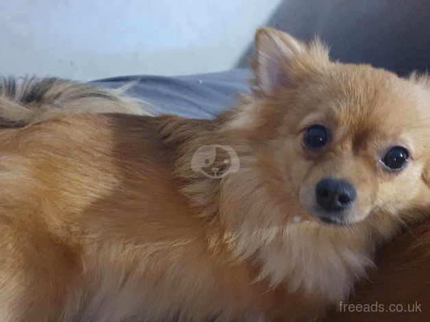 Perfect Pomeranians for sale in Chertsey, Surrey - Image 1