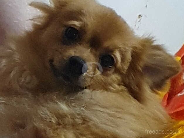 Pomeranian puppies for sale in Chertsey, Surrey – 2 years old - Image 2 of 3