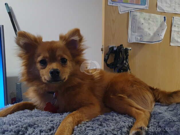Pomeranian puppies for sale in Chertsey, Surrey – 2 years old - Image 3 of 3