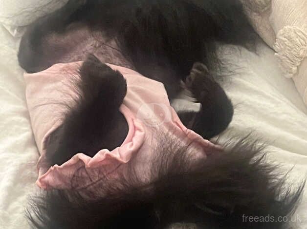 Pomeranian puppies for sale in Tamworth, Staffordshire – 2 years old - Image 1 of 5