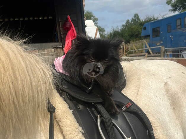 Pomeranian puppies for sale in Tamworth, Staffordshire – 2 years old - Image 2 of 5