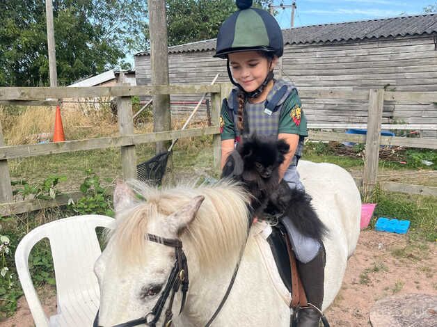 Pomeranian puppies for sale in Tamworth, Staffordshire – 2 years old - Image 3 of 5