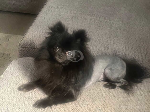 Pomeranian puppies for sale in Tamworth, Staffordshire – 2 years old - Image 4 of 5