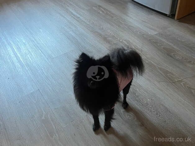 Pomeranian puppies for sale in Tamworth, Staffordshire – 2 years old - Image 5 of 5