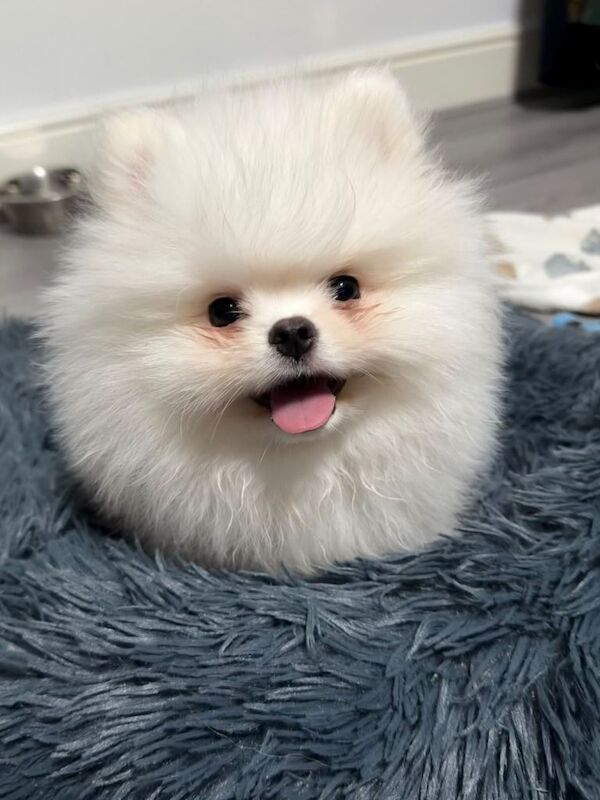 Pomeranian Puppies For Sale