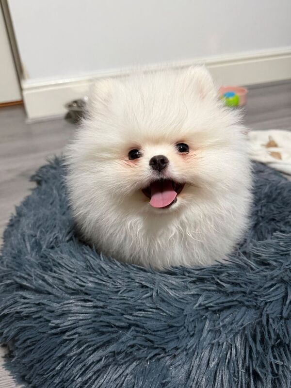 Perfect Teddy bear white Pomeranian - Image 2 of 4