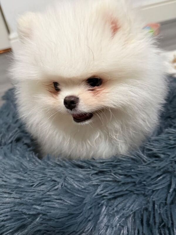 Perfect Teddy bear white Pomeranian - Image 3 of 4