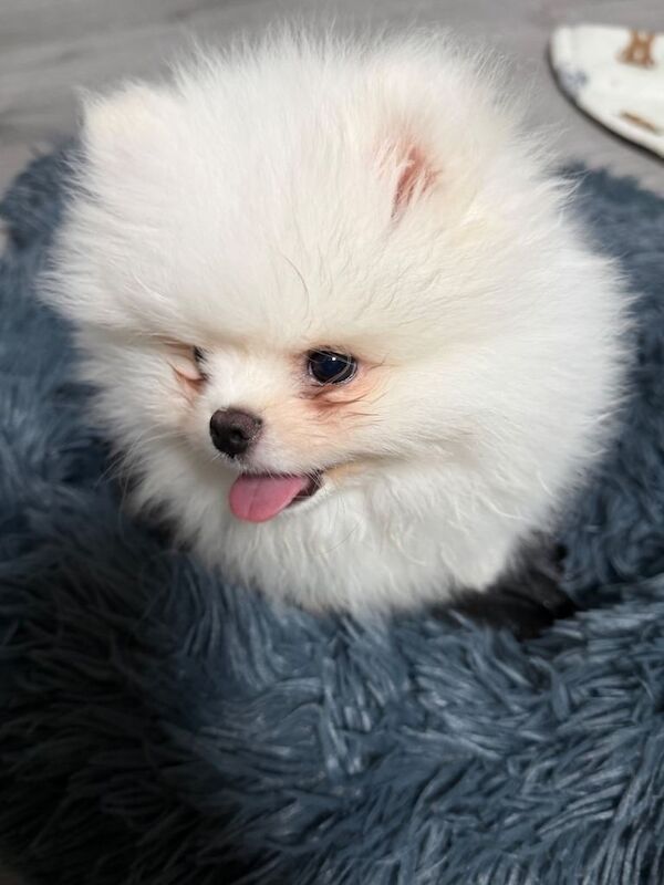 Perfect Teddy bear white Pomeranian - Image 4 of 4