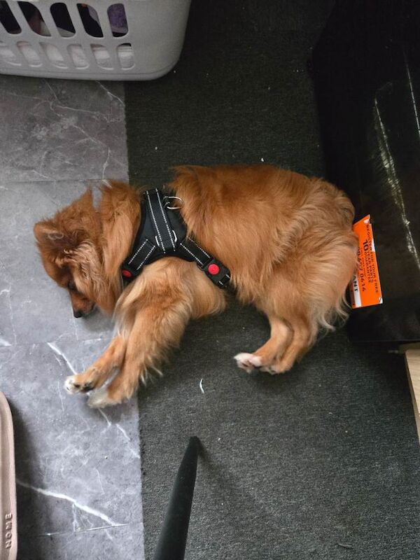 Pomeranian puppies for sale in Oldham, Manchester – 9 months old