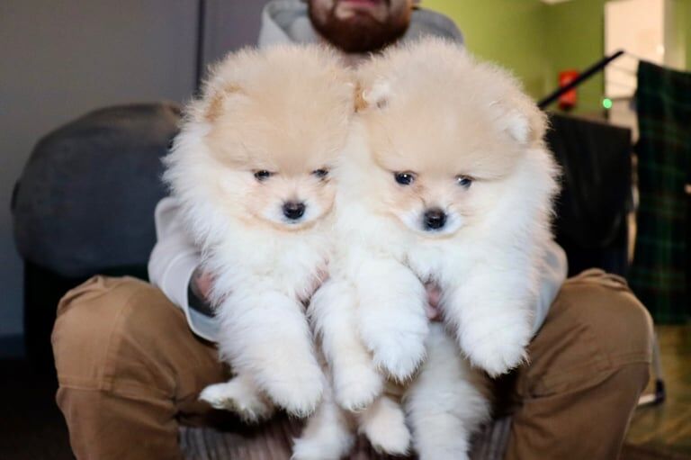 Pomeranian puppies for sale in Ammanford / Rhydaman, Dyfed – 11 weeks old