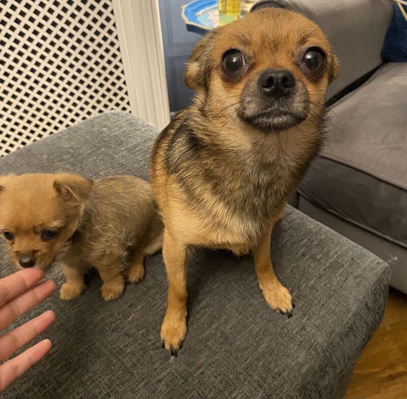 Pomeranian puppies for sale in Halstead, Essex – 10 months old - Image 2 of 3