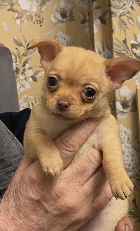 Pomeranian puppies for sale in Halstead, Essex – 10 months old - Image 3 of 3