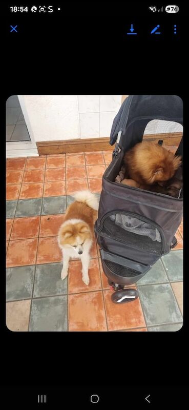 Pom puppie for sale in Edmonton, Greater London