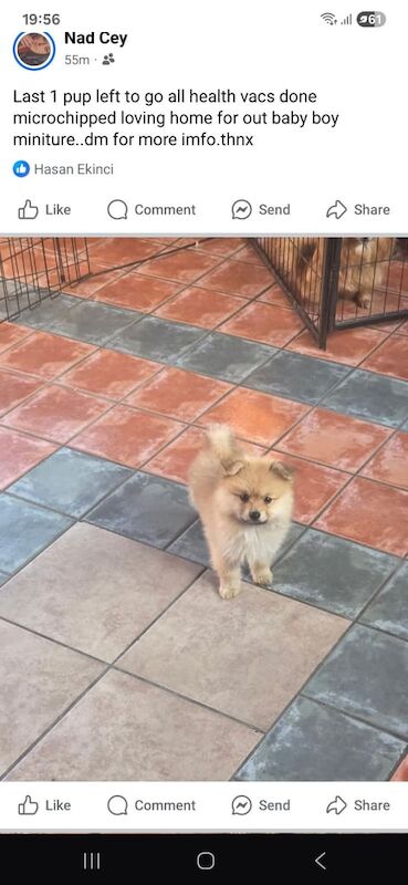 Pom puppie for sale in Edmonton, Greater London - Image 3