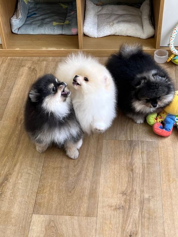 Kennel Club Registered Pomeranian Puppies For Sale
