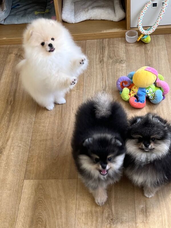 Pom Puppies from Five Star breeder - Image 2 of 5
