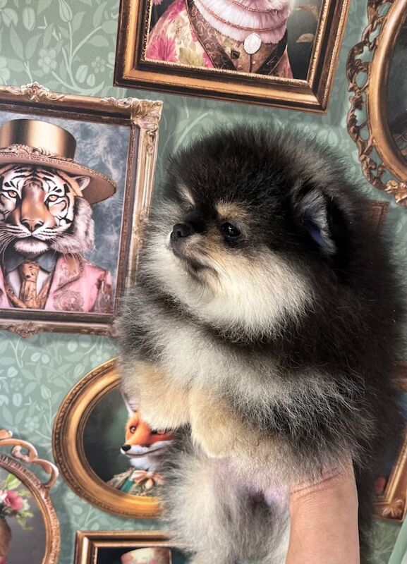 Pom Puppies from Five Star breeder - Image 3 of 5
