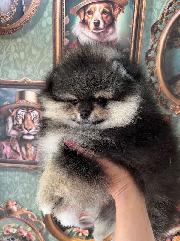 Pom Puppies from Five Star breeder - Image 4 of 5