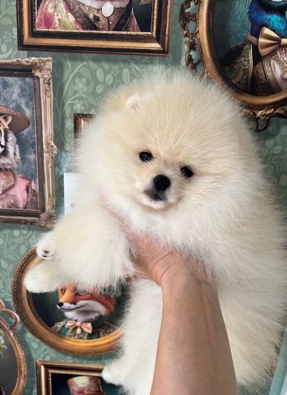 Pom Puppies from Five Star breeder - Image 5 of 5