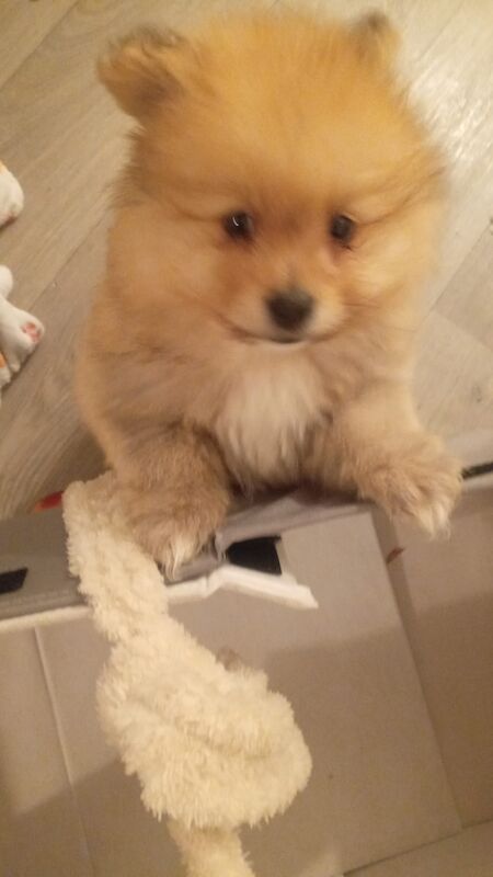 Pom puppy