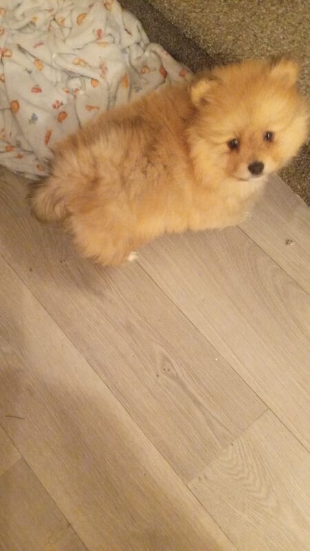 Pom puppy - Image 2 of 4