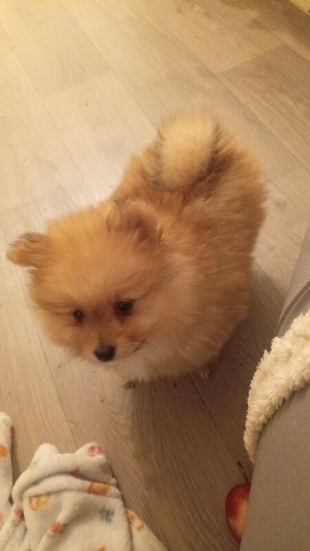 Pom puppy - Image 3 of 4